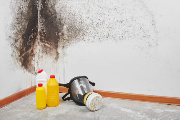 Best Mold Removal Process  in Gibsonburg, OH