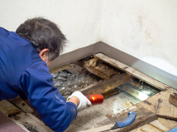 Best Professional Mold Removal  in Gibsonburg, OH
