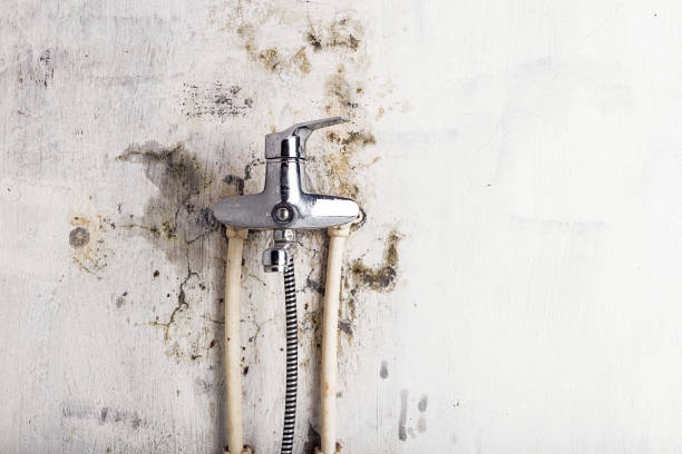 Best Same-Day Mold Removal  in Gibsonburg, OH