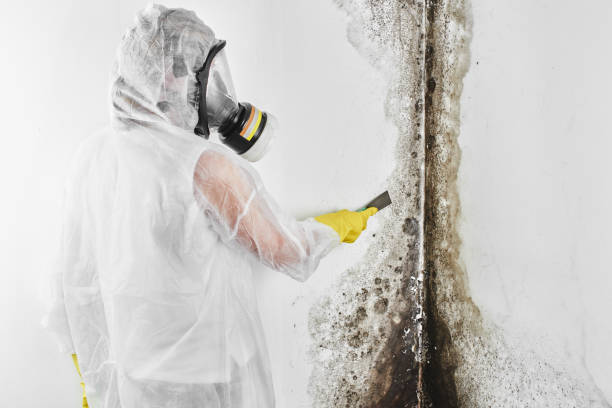 Best Mold Removal Company Near Me  in Gibsonburg, OH