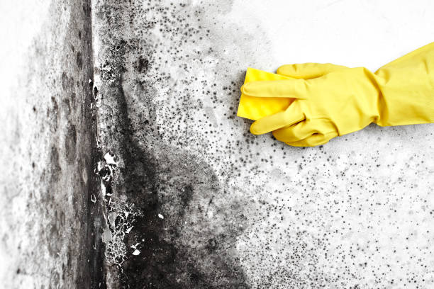 Best Affordable Mold Removal  in Gibsonburg, OH