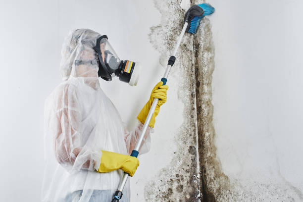 Best Mold Testing  in Gibsonburg, OH
