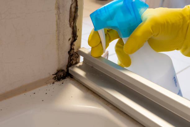 Best Toxic Mold Removal  in Gibsonburg, OH