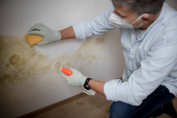 Best Home Mold Removal  in Gibsonburg, OH