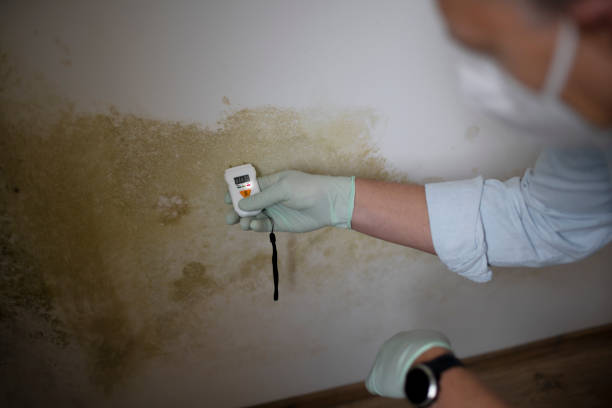 Best Commercial Mold Removal  in Gibsonburg, OH