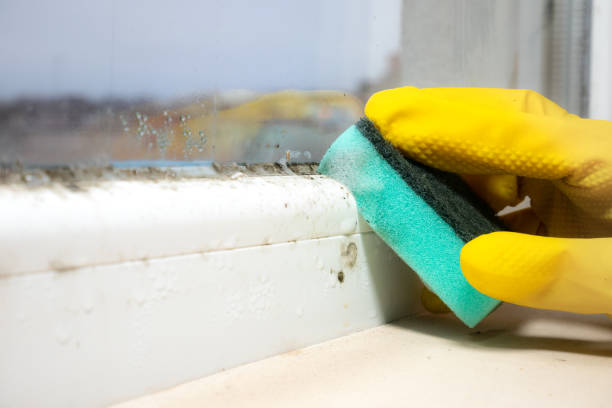 Best Mold Removal Specialists  in Gibsonburg, OH