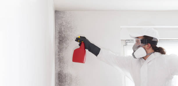 Best Crawl Space Mold Removal  in Gibsonburg, OH