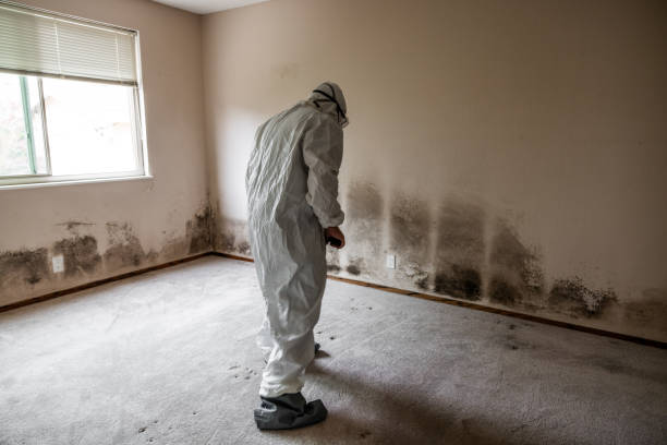Best Mold Damage Repair  in Gibsonburg, OH