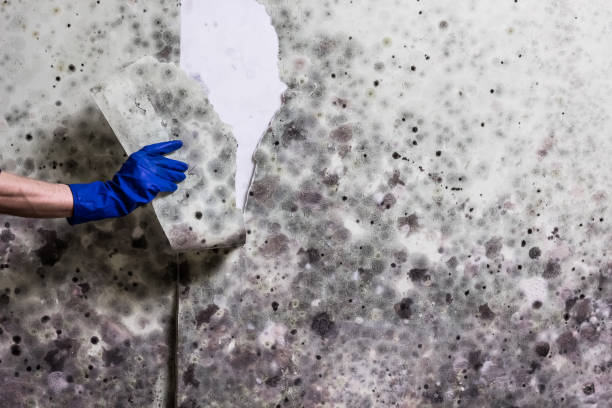 Best Toxic Mold Removal  in Gibsonburg, OH