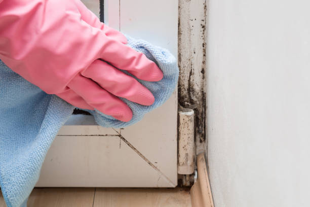 Best Mold Cleaning Services  in Gibsonburg, OH