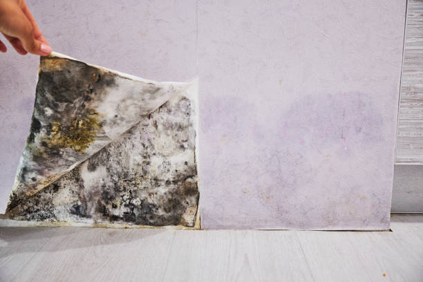 Best Mold Remediation  in Gibsonburg, OH